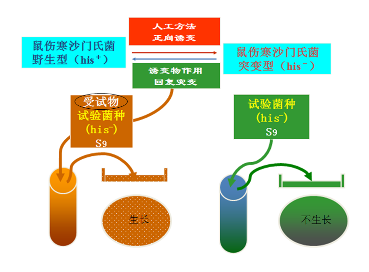 微生物检测方法研究